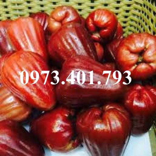 Cây giống roi đỏ